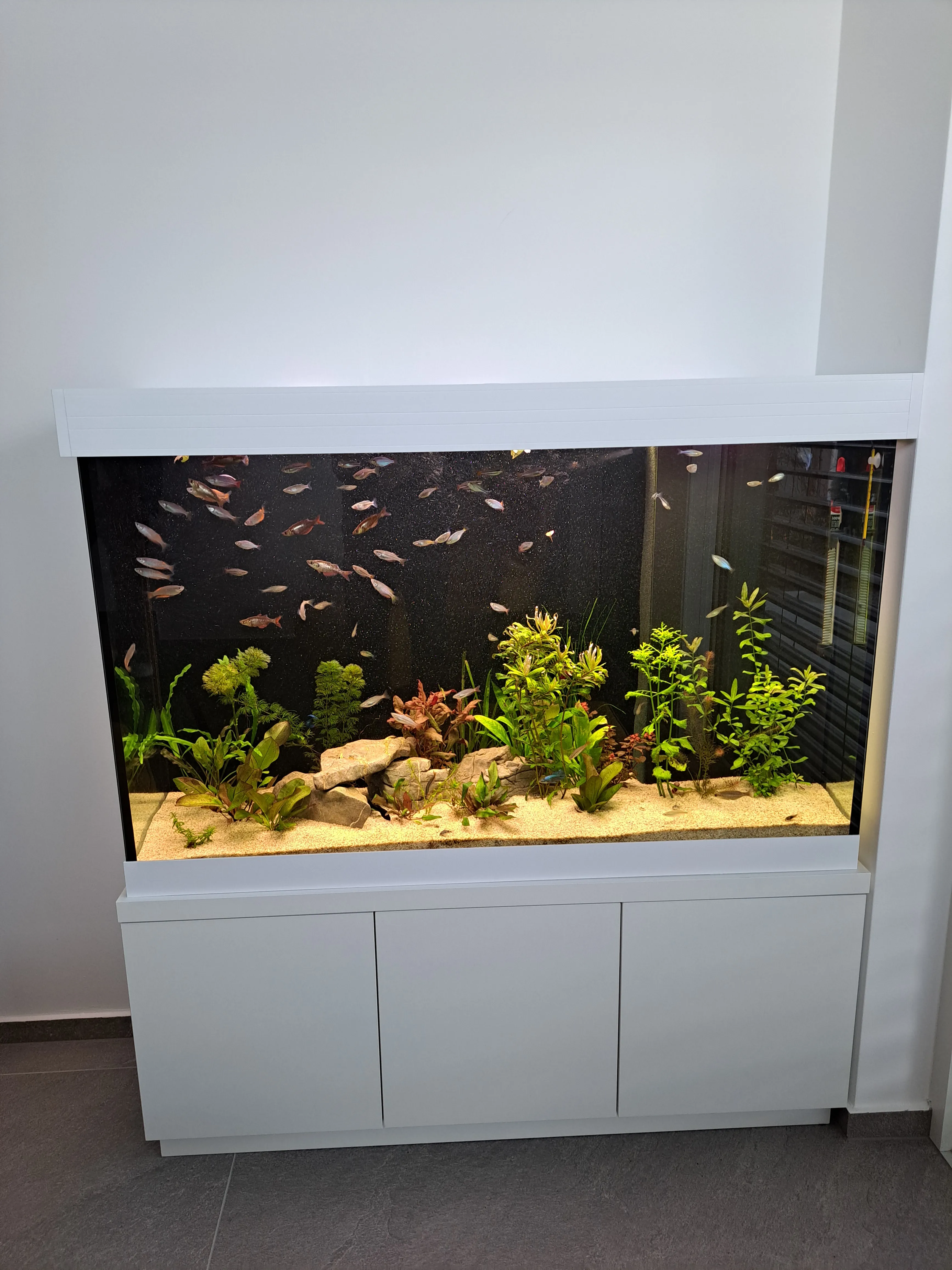 Akvarij z ribami in vodnjimi rastlinami