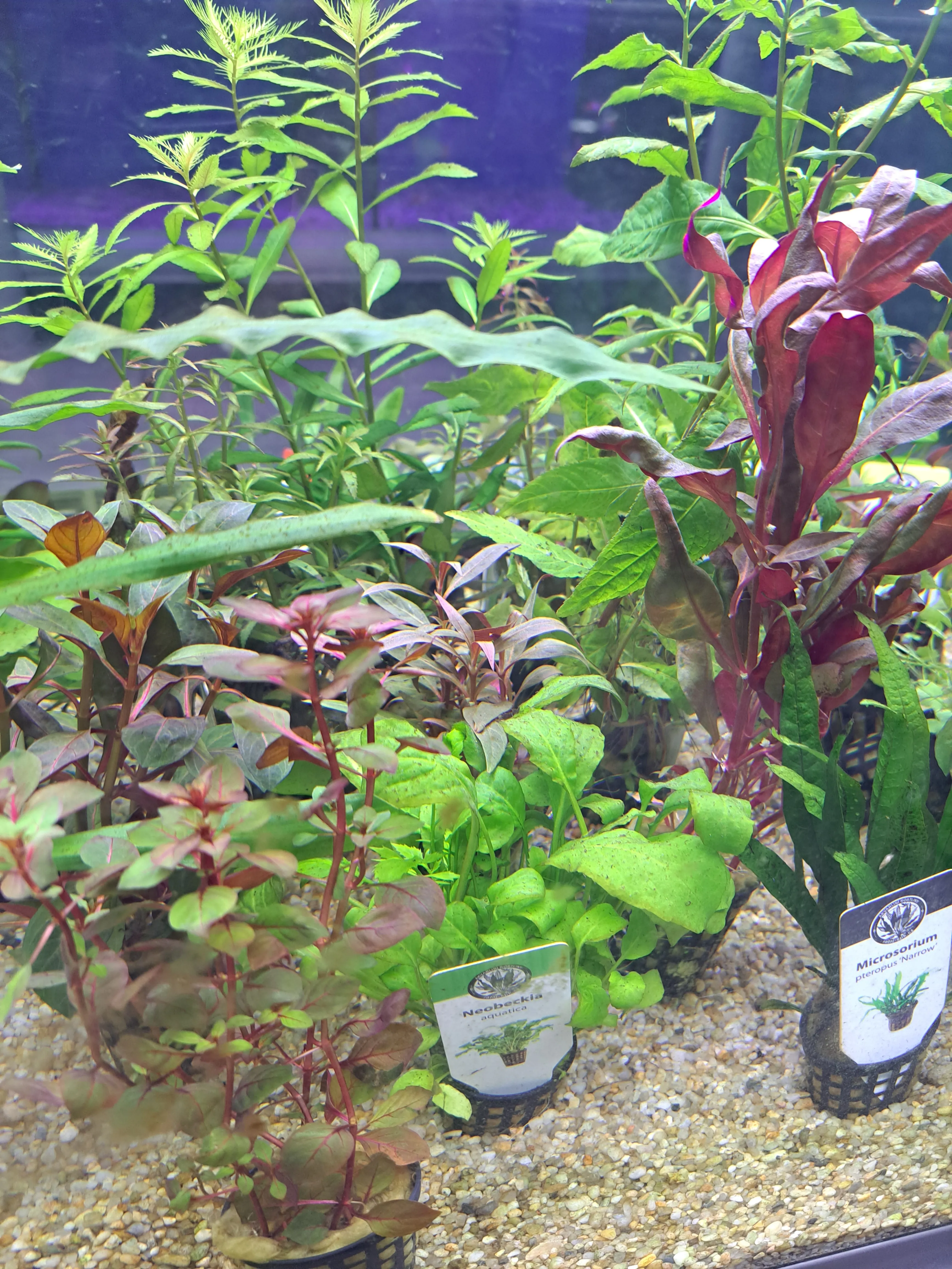 Akvarijske rastline