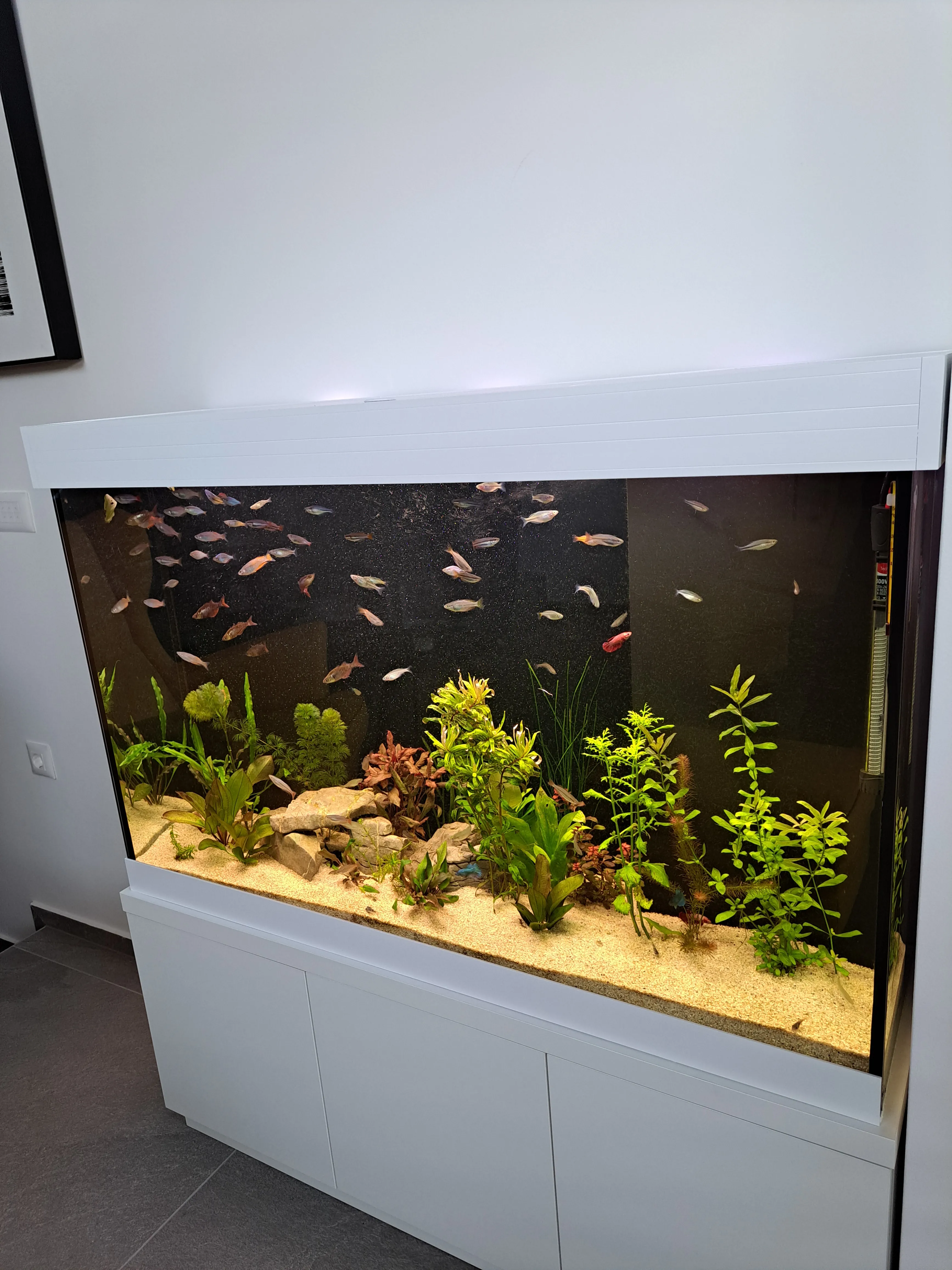 Akvarij z ribami in vodnjimi rastlinami