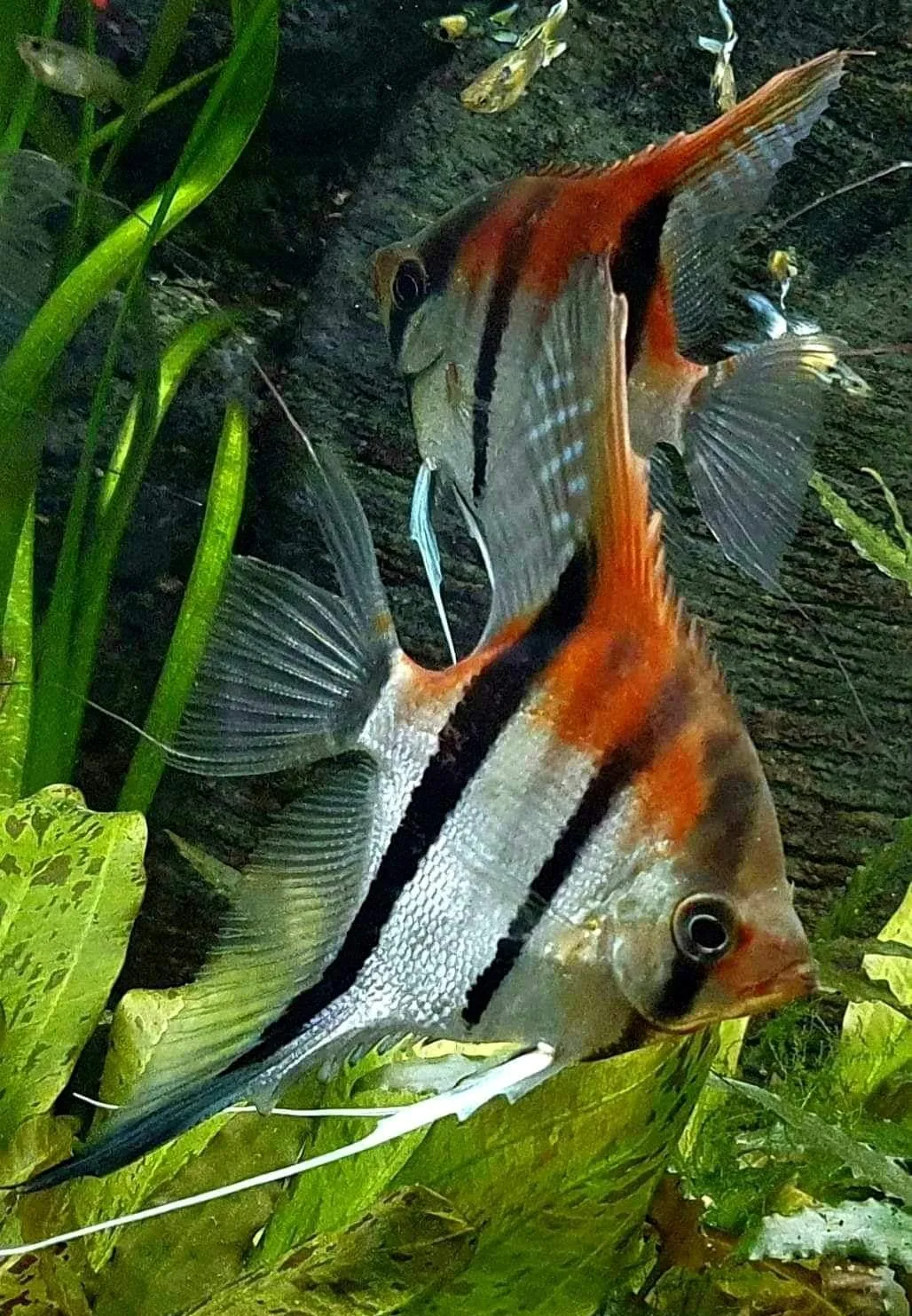 skalarka